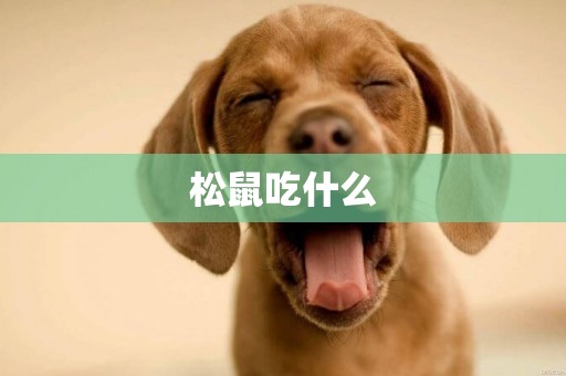 松鼠吃什么