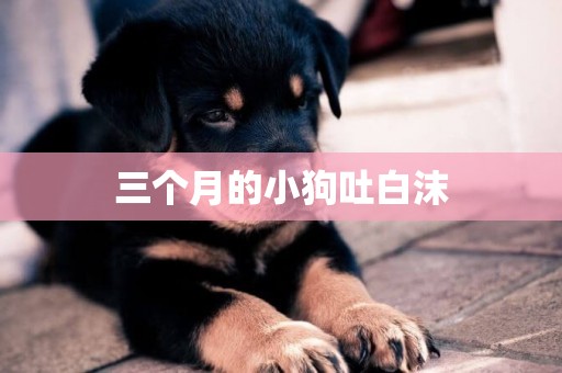 三個月的小狗吐白沫