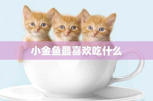 小金魚最喜歡吃什么