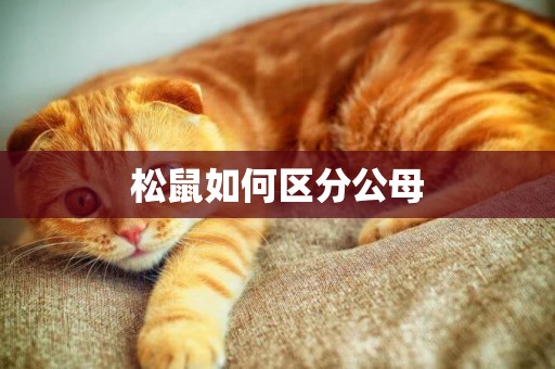 松鼠如何區分公母