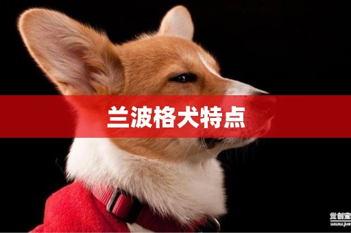 蘭波格犬特點