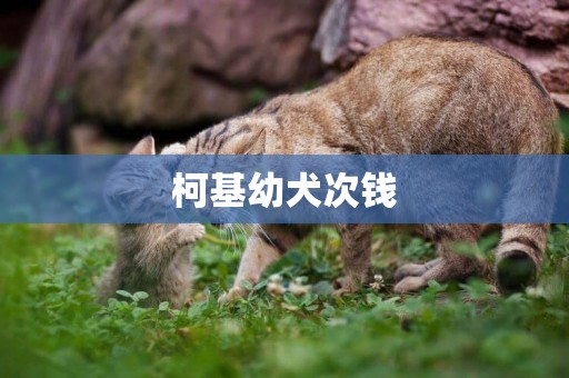 柯基幼犬次錢