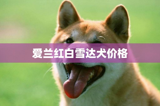 愛蘭紅白雪達犬價格