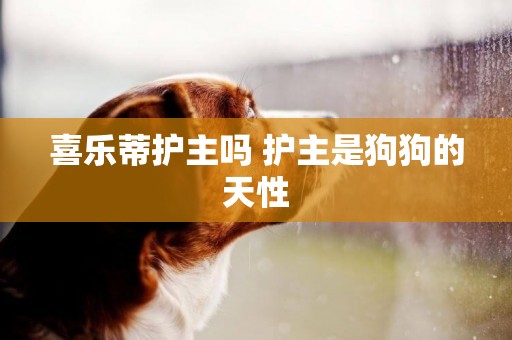 喜樂蒂護主嗎 護主是狗狗的天性