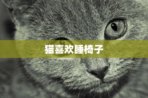 貓喜歡睡椅子