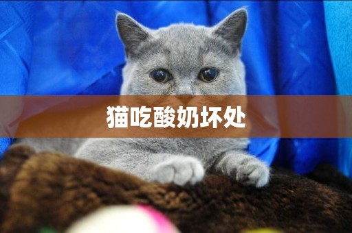 貓吃酸奶壞處