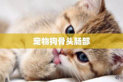 寵物狗骨頭腸部