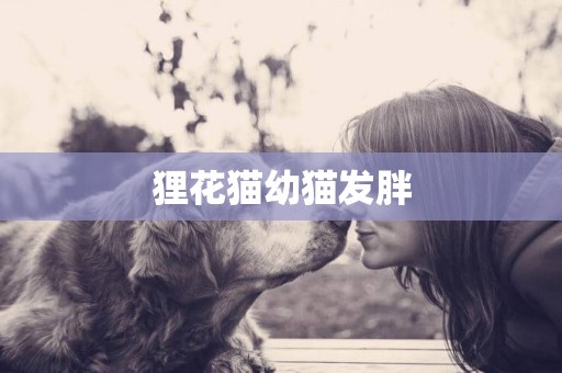 貍花貓幼貓發胖