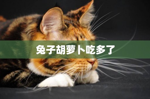 兔子胡蘿卜吃多了