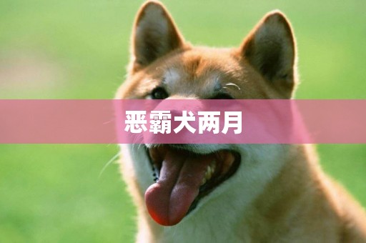 惡霸犬兩月