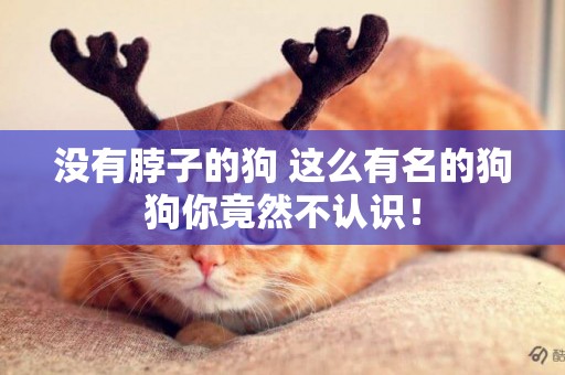 沒有脖子的狗 這么有名的狗狗你竟然不認識！