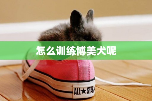 怎么訓練博美犬呢