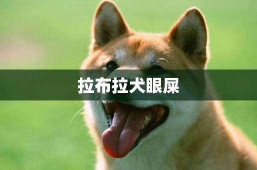 拉布拉犬眼屎