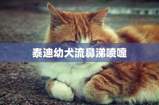 泰迪幼犬流鼻涕噴嚏