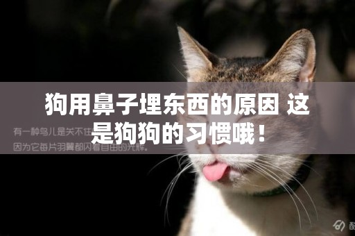 狗用鼻子埋東西的原因 這是狗狗的習慣哦！