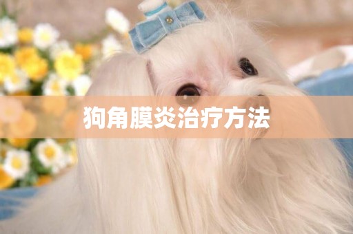 狗角膜炎治療方法