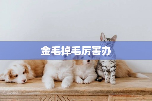 金毛掉毛厲害辦