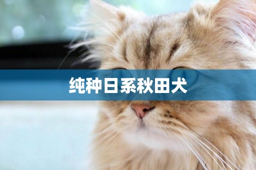 純種日系秋田犬
