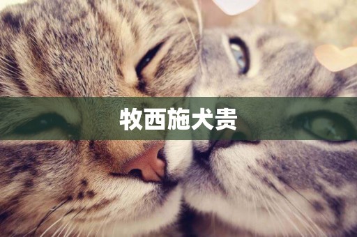 牧西施犬貴