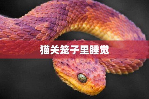 貓關籠子里睡覺