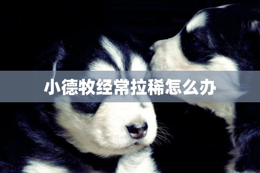 小德牧經常拉稀怎么辦