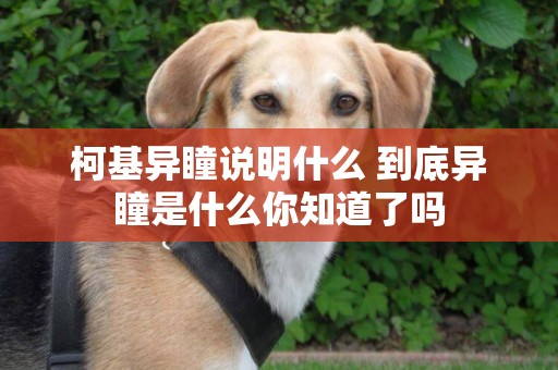 柯基異瞳說明什么 到底異瞳是什么你知道了嗎