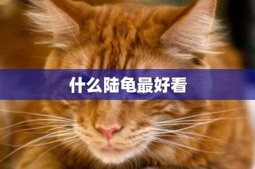 什么陸龜最好看