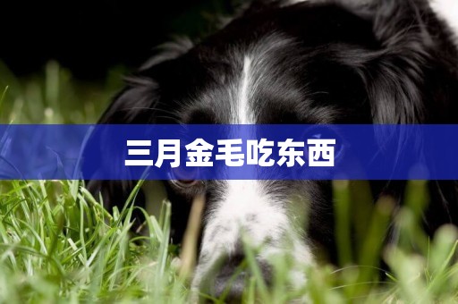 三月金毛吃東西