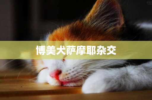 博美犬薩摩耶雜交
