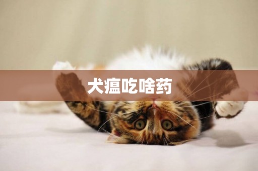 犬瘟吃啥藥