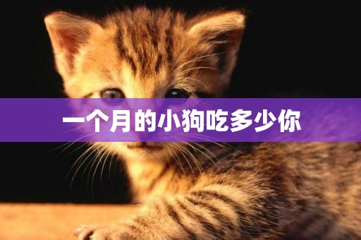一個月的小狗吃多少你