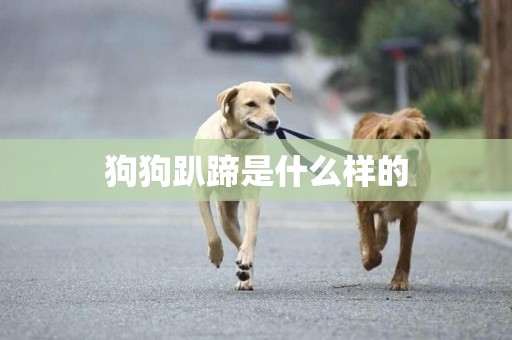 狗狗趴蹄是什么樣的
