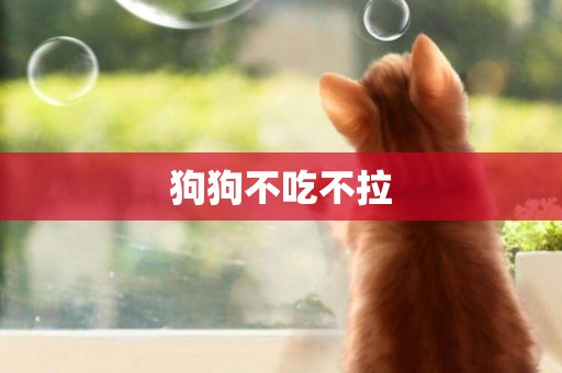 狗狗不吃不拉