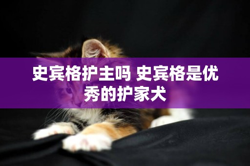 史賓格護主嗎 史賓格是優秀的護家犬
