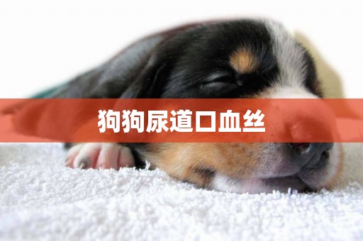 狗狗尿道口血絲