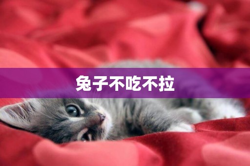 兔子不吃不拉