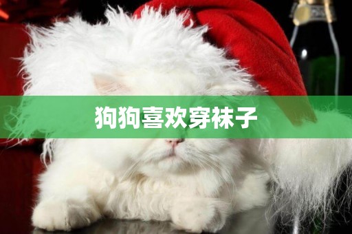 狗狗喜歡穿襪子