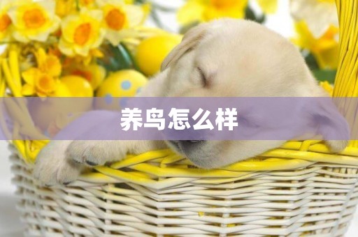 養鳥怎么樣
