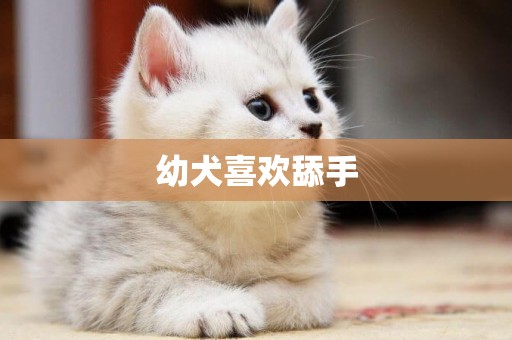 幼犬喜歡舔手