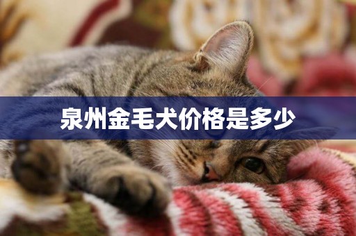 泉州金毛犬價格是多少