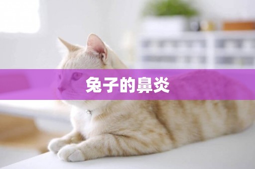 兔子的鼻炎