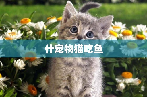 什寵物貓吃魚