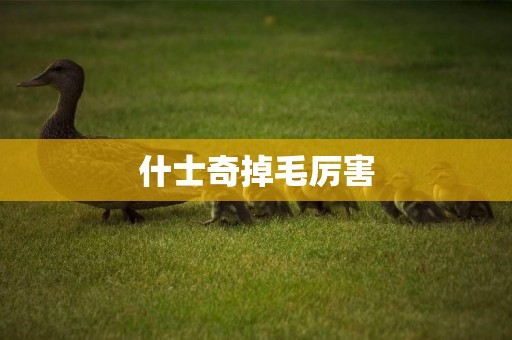 什士奇掉毛厲害