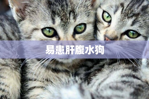 易患肝腹水狗