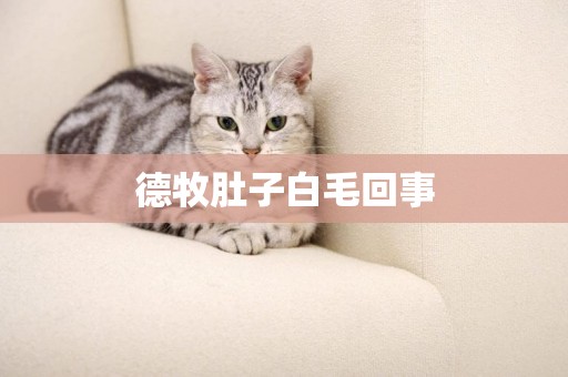 德牧肚子白毛回事