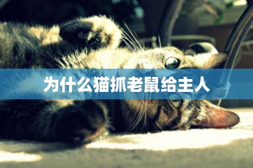 為什么貓抓老鼠給主人