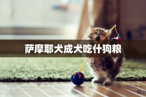 薩摩耶犬成犬吃什狗糧