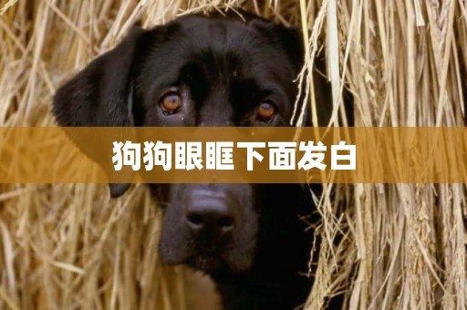 狗狗眼眶下面發白