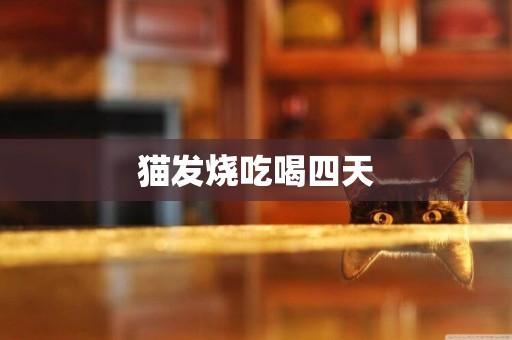 貓發燒吃喝四天