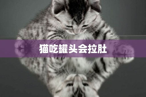 貓吃罐頭會拉肚